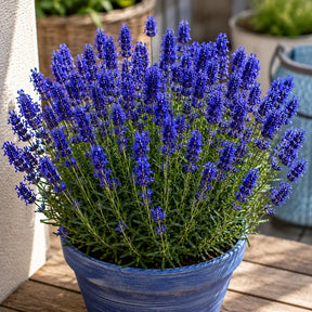 Lavanda Groso 