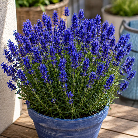 Lavanda Groso 