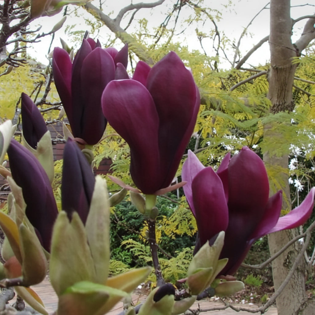 Magnolia "Nigra" la ghiveci