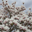 Magnolia Athene cu flori mari albe și bază roz, arbore ornamental de grădină în plină înflorire