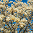 Magnolia Ivory Chalice cu flori mari crem înflorite primăvara pe ramuri