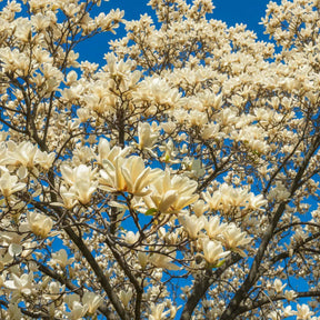 Magnolia Ivory Chalice cu flori mari crem înflorite primăvara pe ramuri