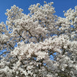 Magnolia Kobus înflorită cu flori albe stelate într-o grădină primăvara