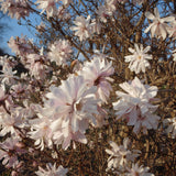 Magnolia Stellata „Rosea” la ghiveci