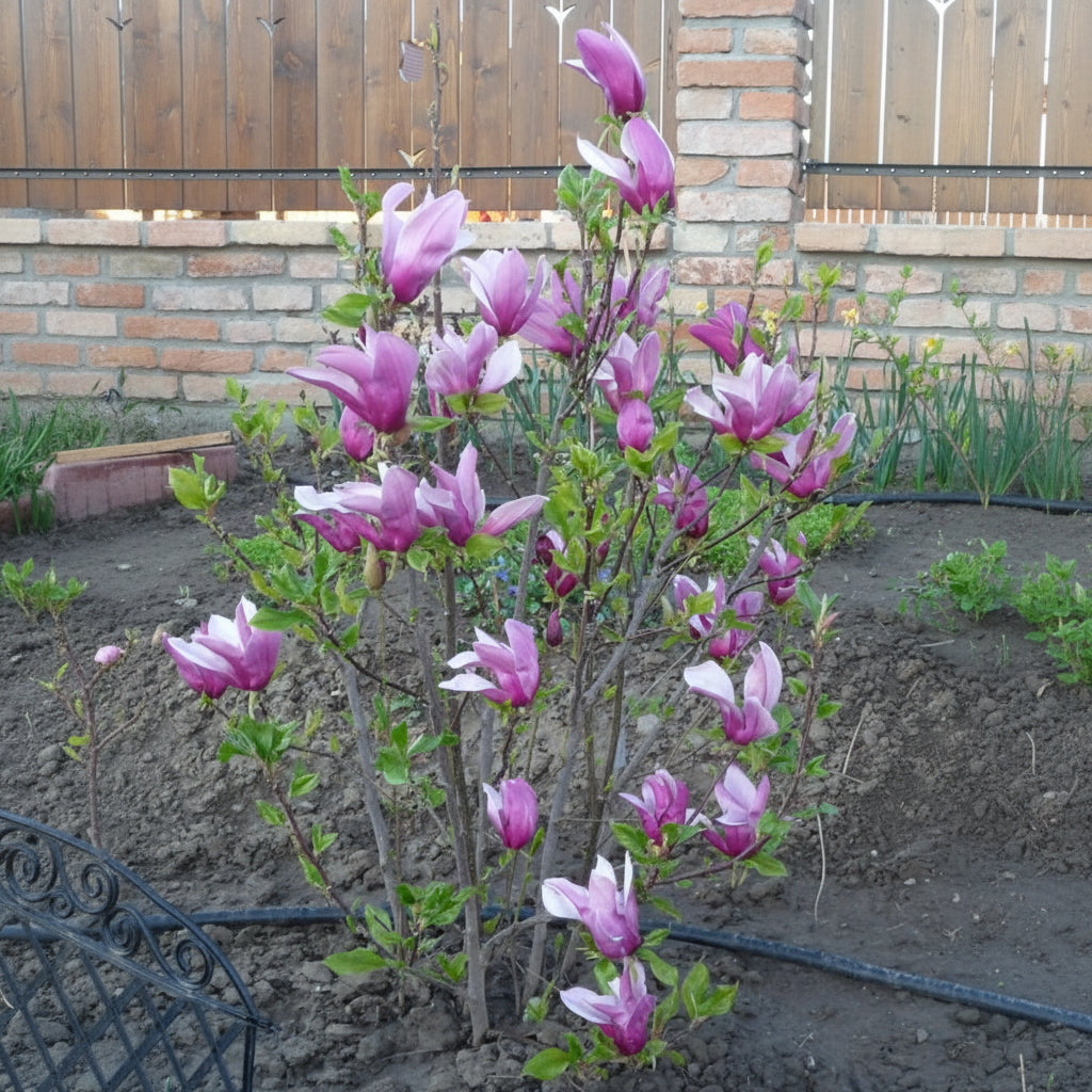 Magnolia „Ann” la ghiveci