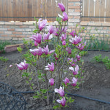 Magnolia „Ann” la ghiveci
