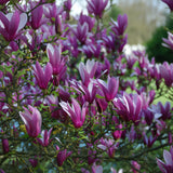 Magnolia "Nigra" la ghiveci