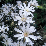 Magnolia "Stellata" la ghiveci