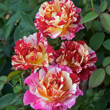 Trandafir Maurice Utrillo cu flori multicolore pestrițe