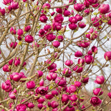 Magnolia "Burgundy Star", la ghiveci