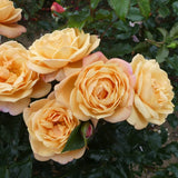 trandafir-susie-apricot