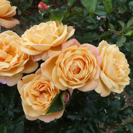 trandafir-susie-apricot