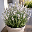 Plantă de lavandă Nana Alba, varietate ornamentală cu flori albe și înflorire abundentă, potrivită pentru grădini, terase, ronduri și amenajări decorative elegante.