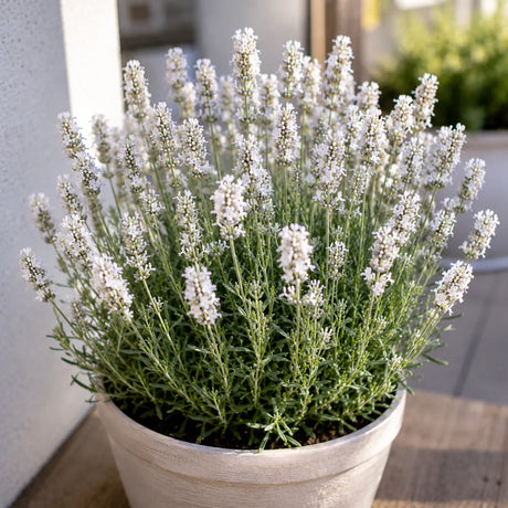 Plantă de lavandă Nana Alba, varietate ornamentală cu flori albe și înflorire abundentă, potrivită pentru grădini, terase, ronduri și amenajări decorative elegante.