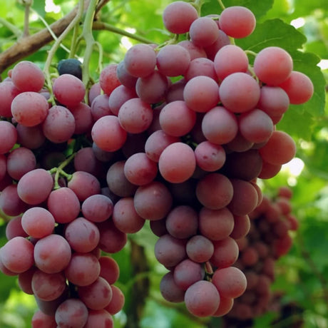 Ciorchine premium Red Globe – struguri roșii mari pentru consum proaspăt