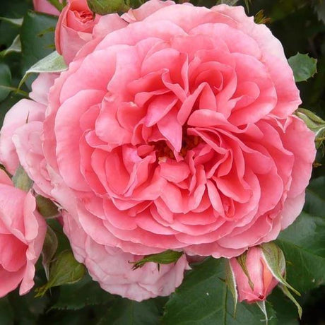 trandafir Uetersen Rosenkönigin cățărător