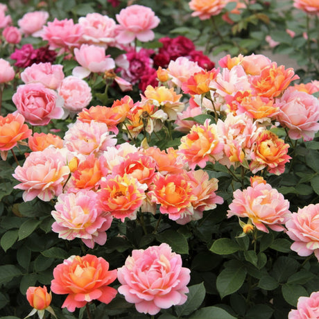 Floare de trandafir Rose de Cistercense cu petale delicate