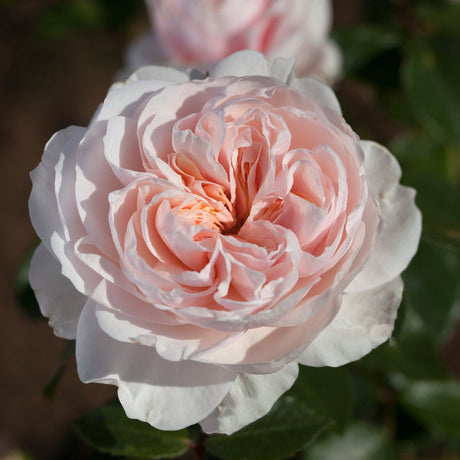 trandafir Sabrina cu flori roz pastel