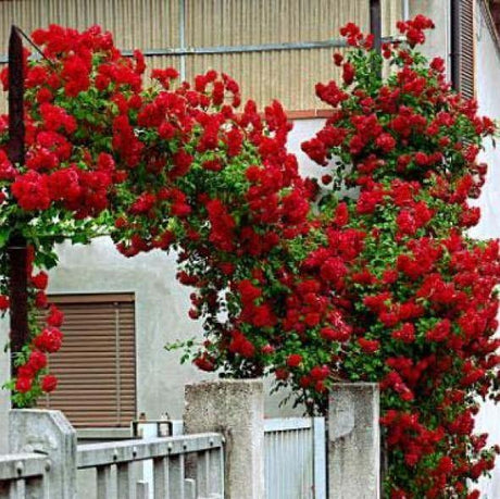 floare mare de trandafir Santana roșu aprins