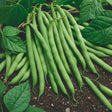 Cumpără Semințe de Fasole Fideluță Oloagă Wotter 100g. Soi productiv, fără ațe, ușor de cultivat, ideal pentru grădină și consum proaspăt.