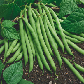 Cumpără Semințe de Fasole Fideluță Oloagă Wotter 100g. Soi productiv, fără ațe, ușor de cultivat, ideal pentru grădină și consum proaspăt.