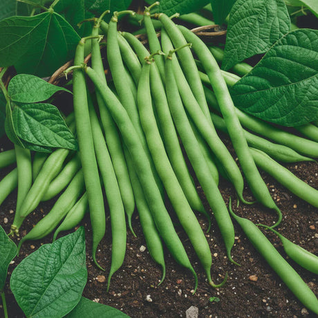 Cumpără Semințe de Fasole Fideluță Oloagă Wotter 100g. Soi productiv, fără ațe, ușor de cultivat, ideal pentru grădină și consum proaspăt.