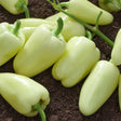 Semințe de Ardei Gras Fehér – soi tradițional cu fructe alb-crem, dulci și aromate