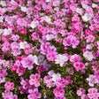 Semințe de Azalee Godetia Grandiflora 0,3 g – flori elegante, ușor de cultivat, ideale pentru grădină și balcon. Înflorire bogată și culori vibrante.