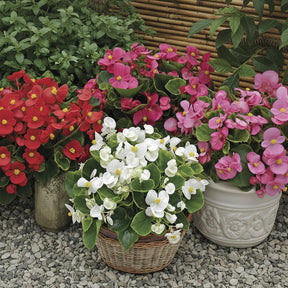 Begonii decorative în ghivece, cu flori roz, roșii și albe, ideale pentru balcon și grădină