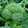 Semințe de Broccoli Ramoso Calabrese 5 g – varietate tradițională italiană, productivă, cu gust delicat. Ideal pentru grădină și solar.