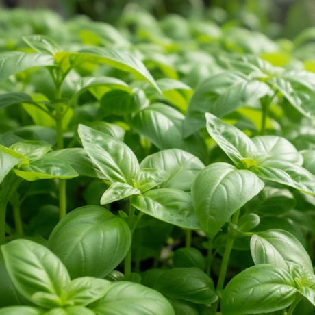 Semințe de Busuioc 3 g – plantă aromatică ușor de cultivat, ideală pentru grădină sau ghiveci. Aromă intensă, frunze verzi și utilizări culinare variate.