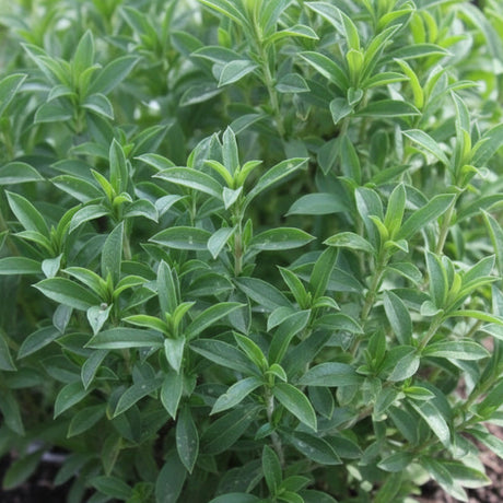 Semințe de Cimbru 0,4 g – plantă aromatică perenă, ușor de cultivat, ideală pentru grădină sau ghiveci. Aromă intensă, naturală, perfectă pentru gătit și ceaiuri.