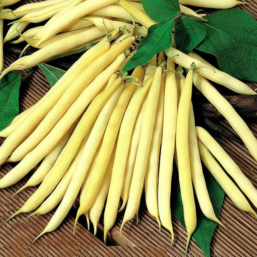 Semințe de fasole fideluță urcătoare Corona D’Oro 100g – varietate galbenă, productivă, fără ațe, ideală pentru grădină și spalier. Recoltă bogată și gust delicat.