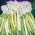 Semințe de Fasole Oloagă Cannellino 100g – soi tradițional cu boabe albe, gustoase și producție ridicată. Ideală pentru grădina ta.