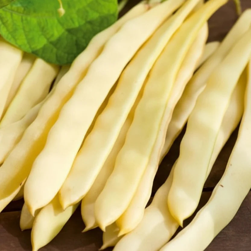 Semințe de fasole urcătoare Albengnino 70 g – soi viguros, productiv, cu păstăi lungi și fragede. Ideal pentru grădini și culturi tradiționale.