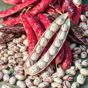 Semințe de fasole urcătoare Borlotto Red 70 g – soi tradițional italian, productiv, cu păstăi și boabe pestrițe, gust intens și recoltă bogată.