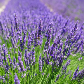 Câmp de lavandă înflorit cu flori violet, creând un peisaj idilic, ideal pentru a adăuga frumusețe și parfum în grădina ta.