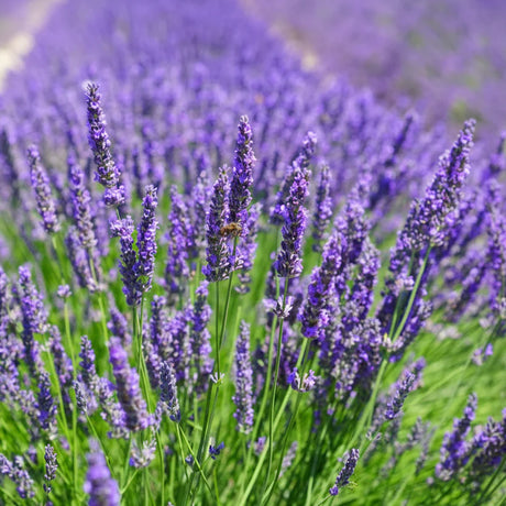 Câmp de lavandă înflorit cu flori violet, creând un peisaj idilic, ideal pentru a adăuga frumusețe și parfum în grădina ta.