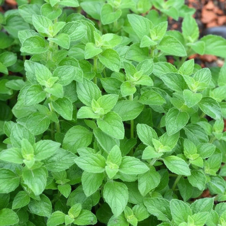 Cumpără Semințe de Oregano 0,25G, plantă aromatică mediteraneană cu aromă intensă. Ideală pentru grădină și ghiveci.