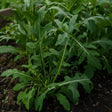 Cumpără Semințe de Rucola 7 g, plantă cu gust picant, ideală pentru salate proaspete. Creștere rapidă, ușor de cultivat în grădină sau ghiveci.