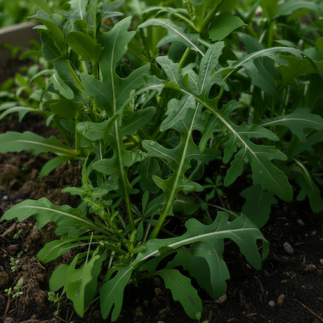 Cumpără Semințe de Rucola 7 g, plantă cu gust picant, ideală pentru salate proaspete. Creștere rapidă, ușor de cultivat în grădină sau ghiveci.