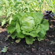 Cumpără Semințe de Salată Dariuca 3G, un soi productiv cu frunze fragede și gust delicios. Ideal pentru grădină și solar. Creștere rapidă!