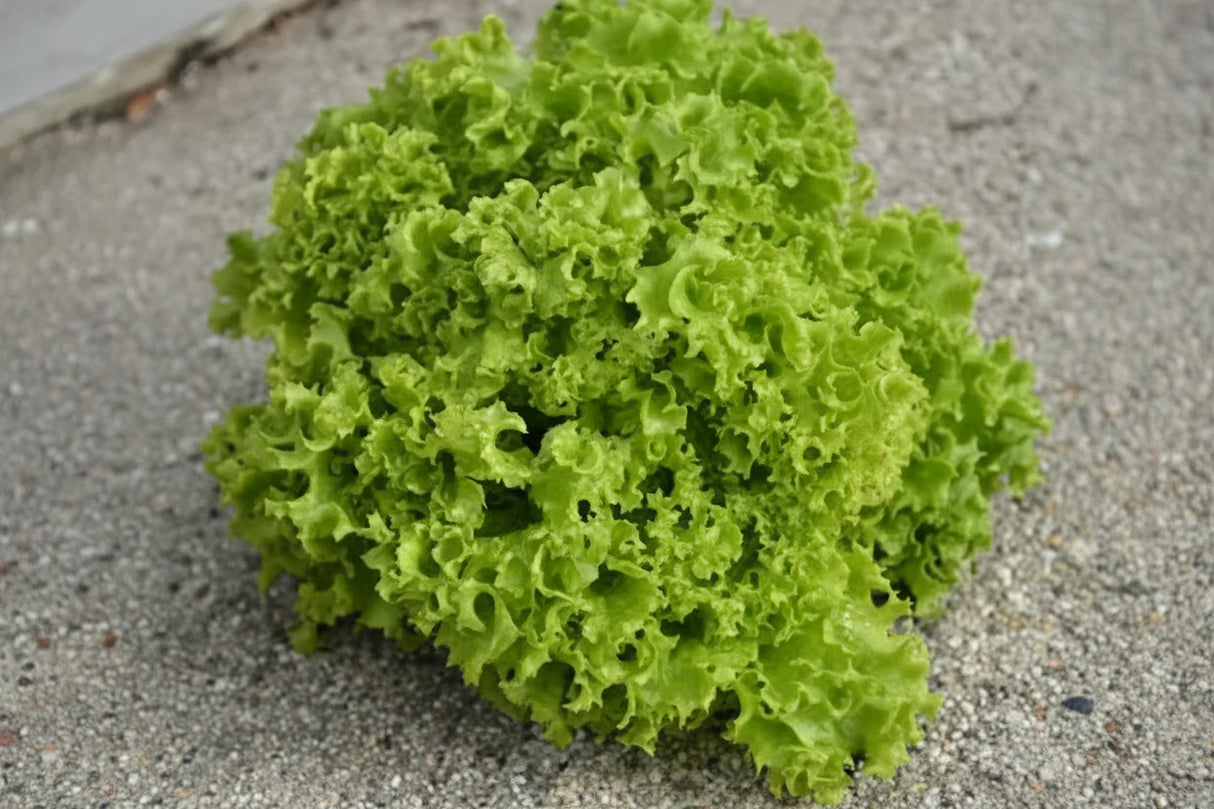 Descoperă Semințe de Salată Lollo Bionda 2G, soi italian cu frunze crețe și gust delicat. Ideal pentru grădină și solar.