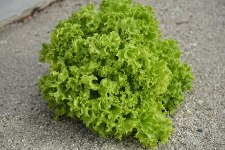 Descoperă Semințe de Salată Lollo Bionda 2G, soi italian cu frunze crețe și gust delicat. Ideal pentru grădină și solar.