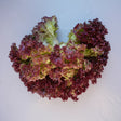 Cumpără Semințe de Salată Lollo Red 2G, salată italiană cu frunze roșii crețe și crocante. Ideală pentru grădină și consum proaspăt.