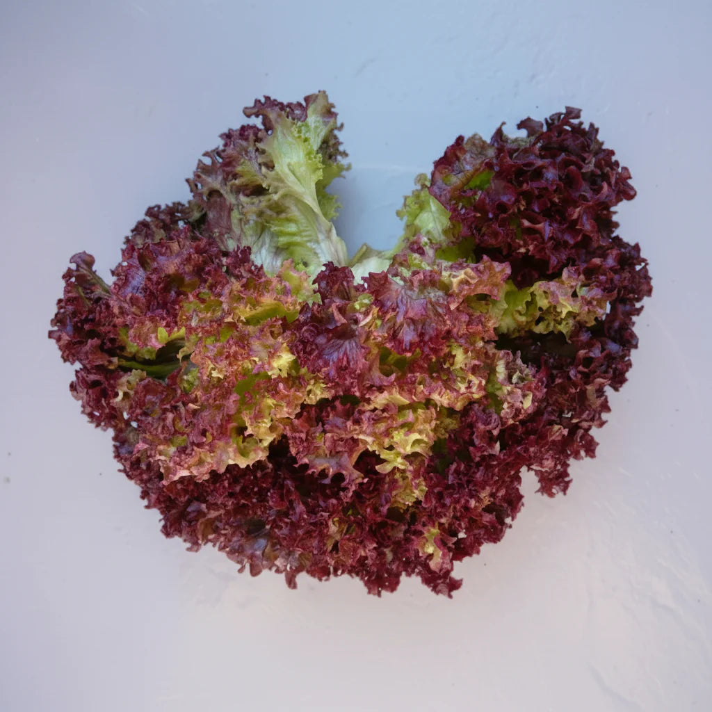Cumpără Semințe de Salată Lollo Red 2G, salată italiană cu frunze roșii crețe și crocante. Ideală pentru grădină și consum proaspăt.