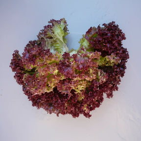 Cumpără Semințe de Salată Lollo Red 2G, salată italiană cu frunze roșii crețe și crocante. Ideală pentru grădină și consum proaspăt.