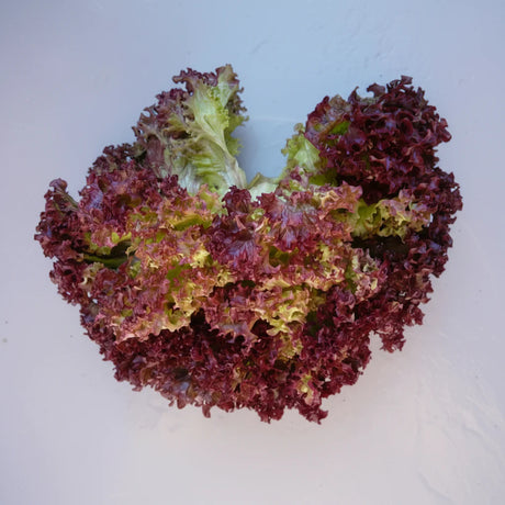 Cumpără Semințe de Salată Lollo Red 2G, salată italiană cu frunze roșii crețe și crocante. Ideală pentru grădină și consum proaspăt.
