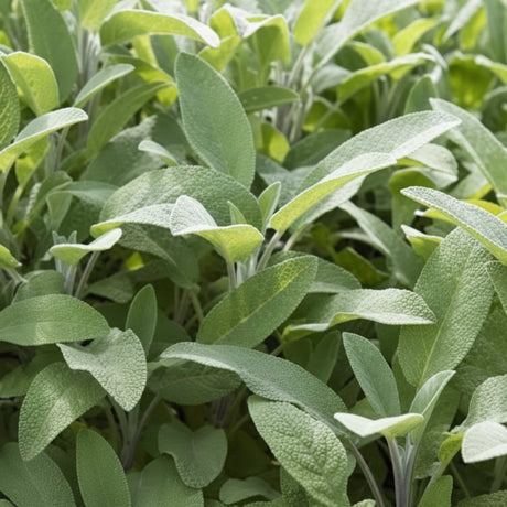 Cumpără Semințe de Salvie 1G, plantă aromatică perenă cu aromă intensă și utilizări culinare și medicinale.