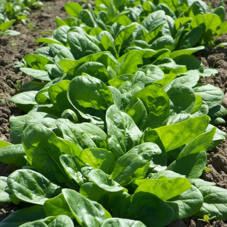 Cumpără Semințe de Spanac Matador 100G, soi rezistent la frig, cu frunze mari și randament ridicat. Ideal pentru grădini și ferme.